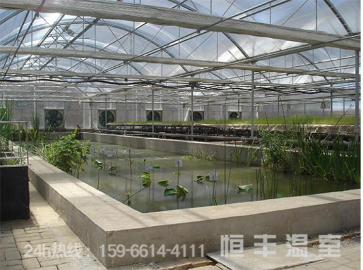连动薄膜温室 室内栽培蔬菜水果花卉 薄膜连栋温室