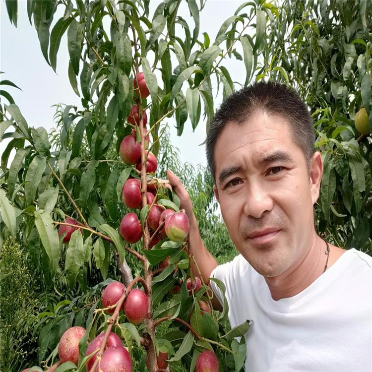 中华寿桃桃树苗 普润苗木  中华寿桃桃树苗  种植基地  油蟠7-7桃树苗  苗木基地