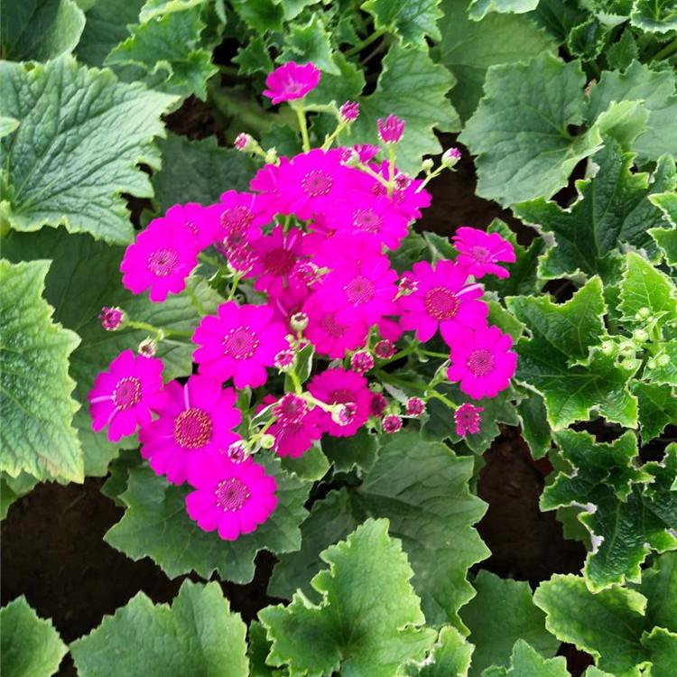 瓜叶菊 瓜叶菊批发 瓜叶菊小苗价格 山东江瑞瓜叶菊基地销售
