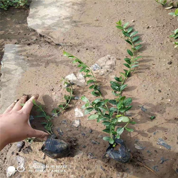山东爬行卫矛价格 爬行卫矛小苗  江瑞爬行卫矛基地批发