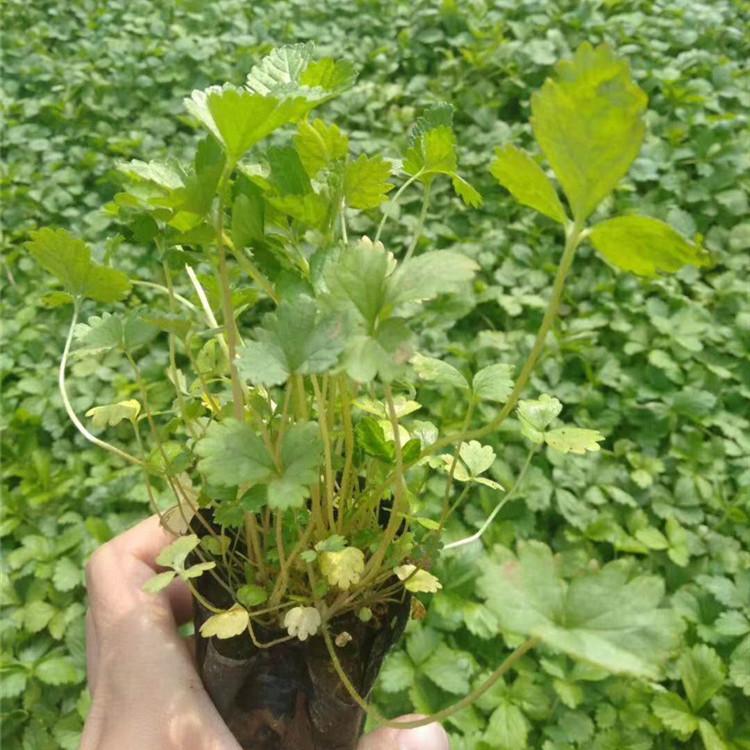 山东三叶委陵菜价格 三叶委陵菜小苗 三叶委陵菜批发