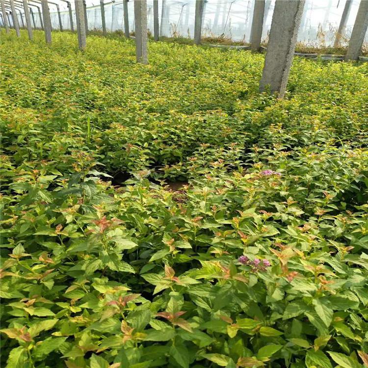 绣线菊小苗 金山绣线菊 金焰绣线菊批发价格 粉花绣线菊基地