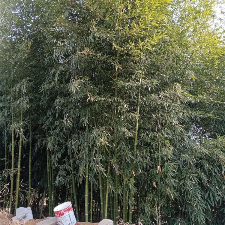 竹子 竹子批发 青州竹子价格 竹子种类