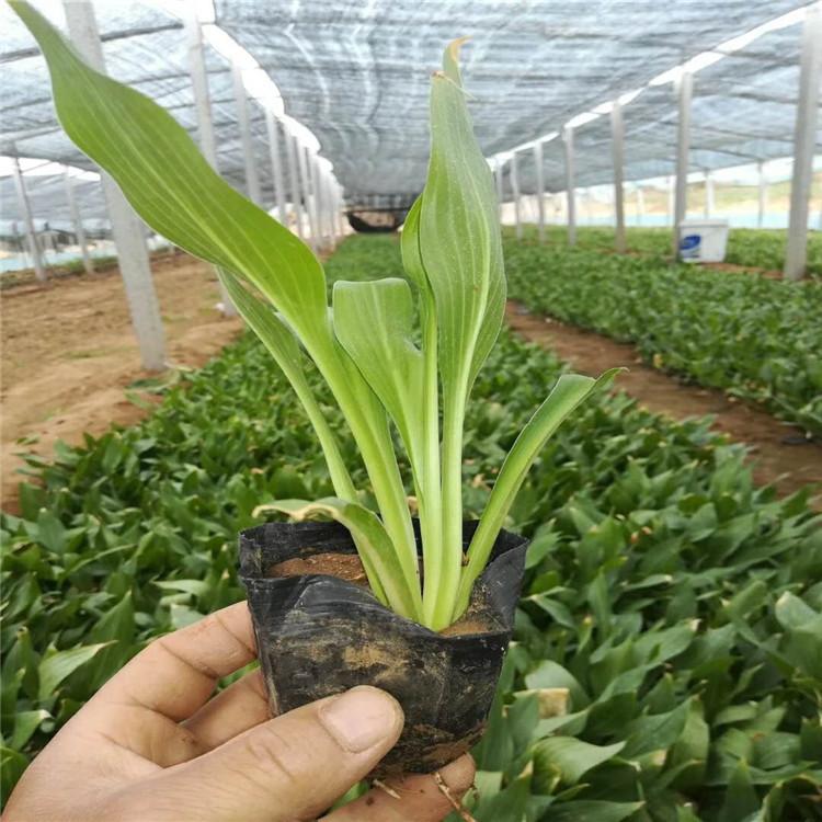 玉簪价格 玉簪小苗批发 青州白玉簪基地 白花 紫色