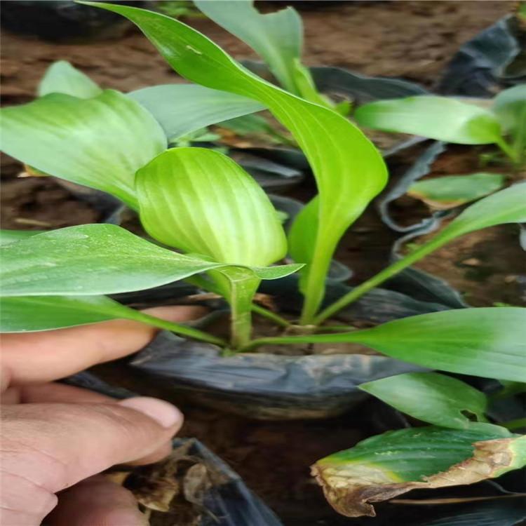 山东玉簪价格 玉簪小苗批发销售 白花玉簪 紫花玉簪基地