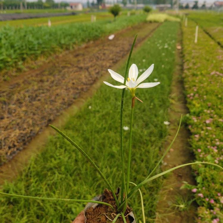 葱兰价格