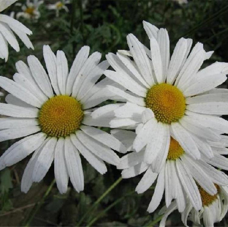 大滨菊基地 大滨菊价格