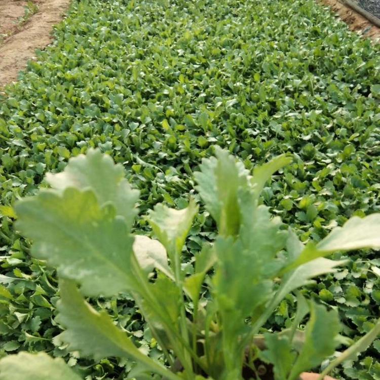 白花滨菊