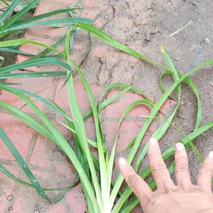 大花萱草价格