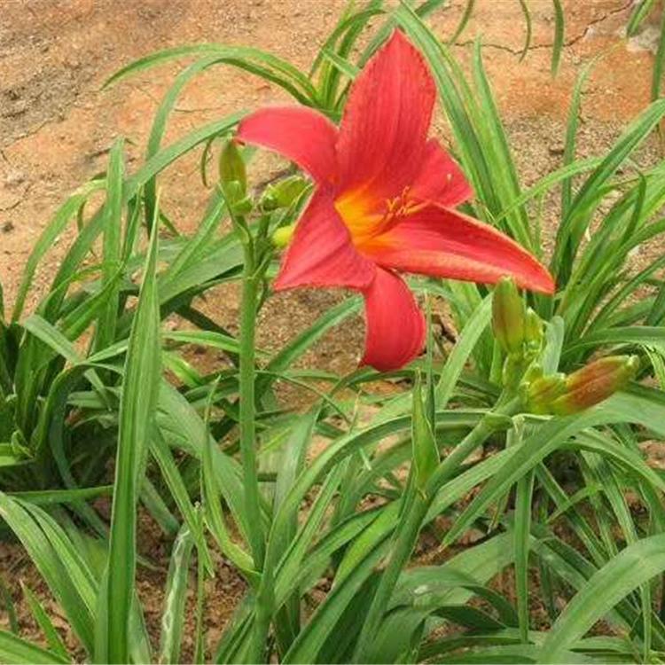 红运萱草基地价格