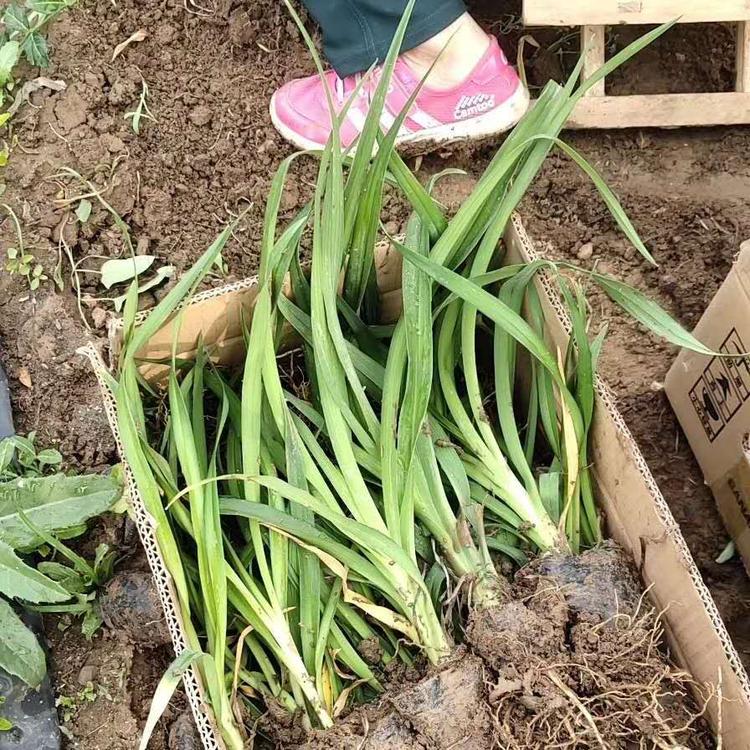 红运萱草基价格