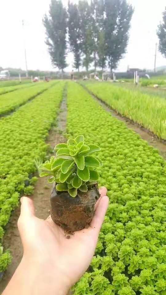 德国景天基地 德国景天价格
