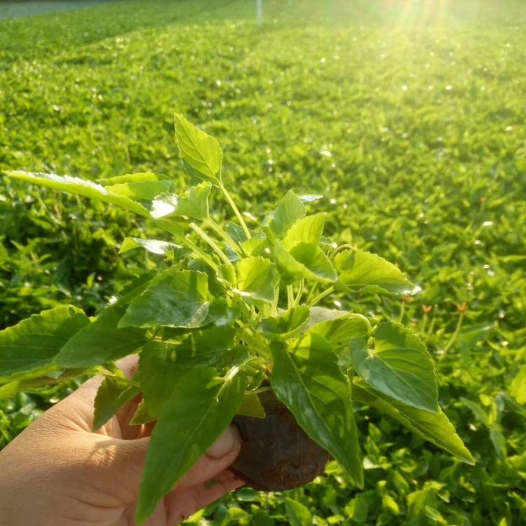 紫花地丁基地 紫花地丁价格