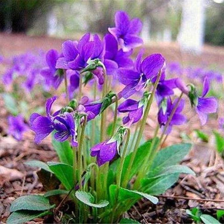 紫花地丁