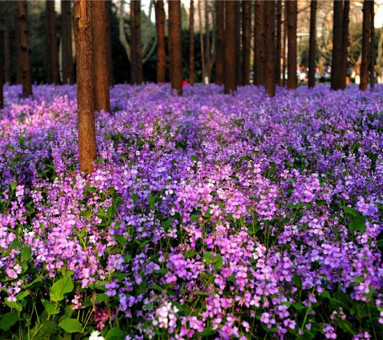 二月兰开花颜色