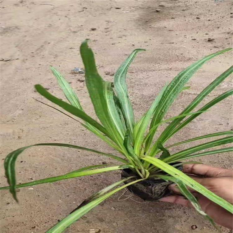 种植蛇鞭菊小苗     蛇鞭菊批发