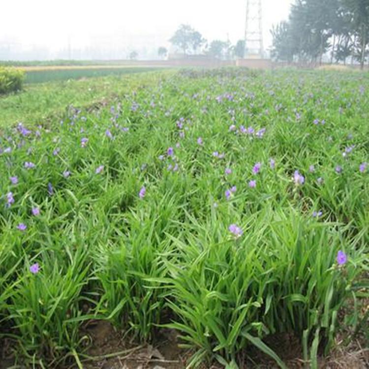 紫露草 紫露草小苗批发价格 山东紫露草基地