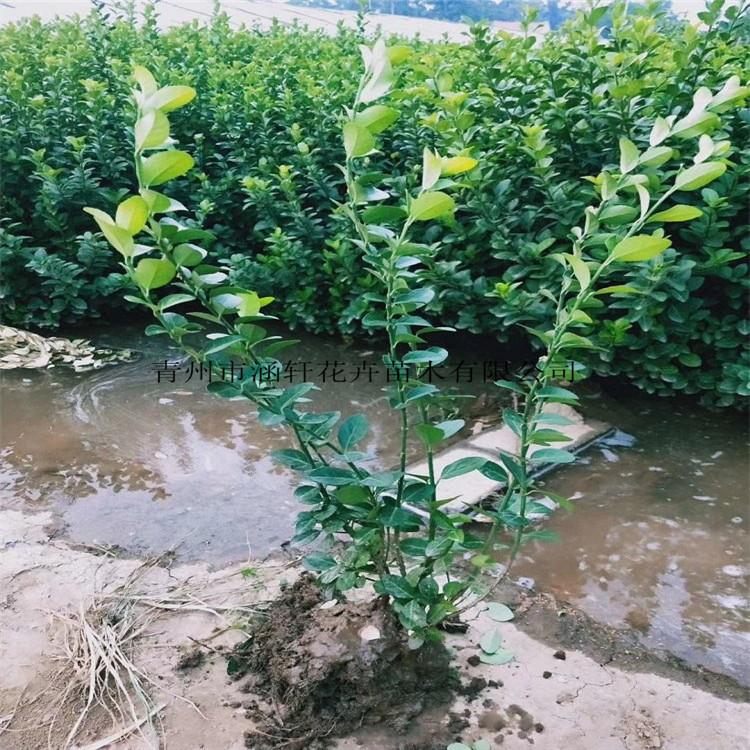 批发卫矛小苗    卫矛价格   卫矛基地