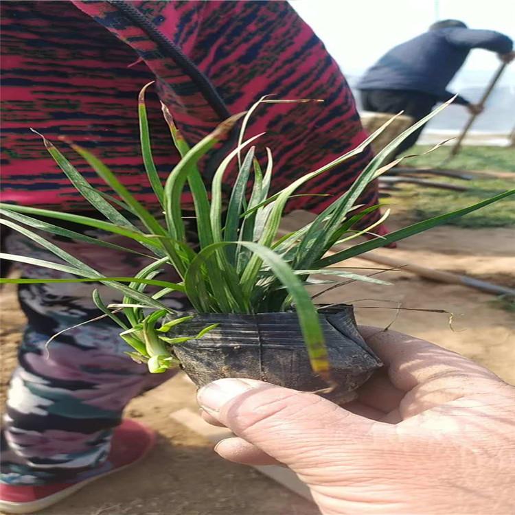 供应麦冬小苗       麦冬价格
