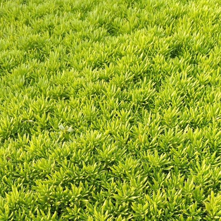 屋顶绿化选用佛甲草