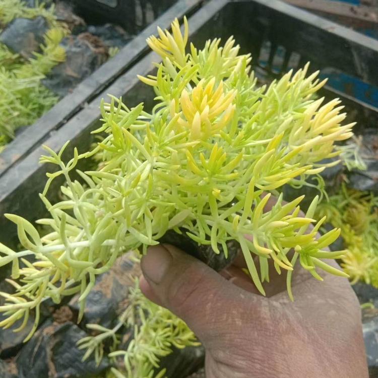 金叶佛甲草价格