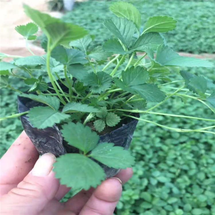 供应蛇莓小苗       蛇莓价格