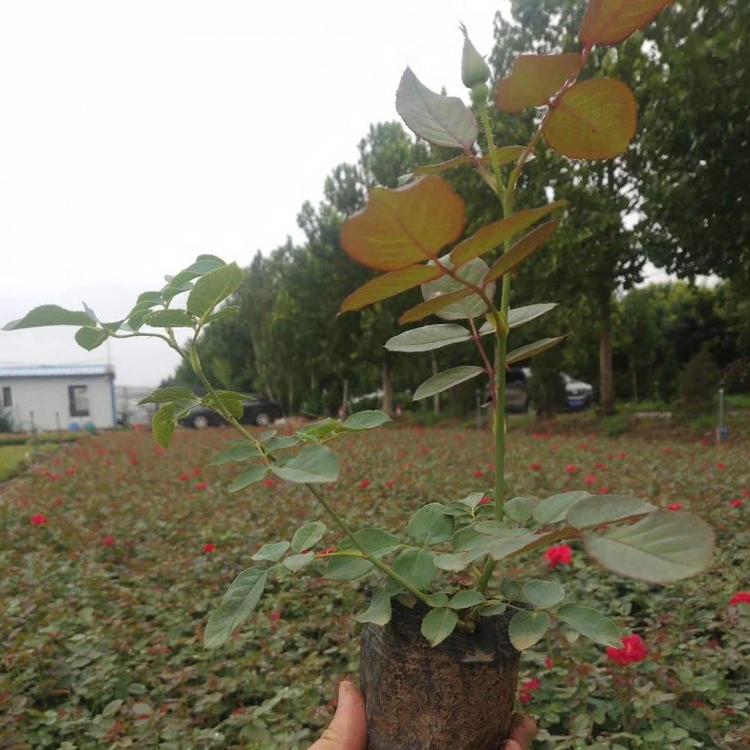 红帽月季基地