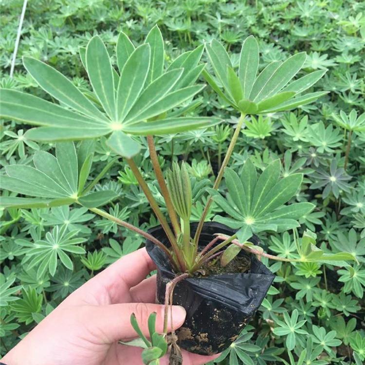 羽扇豆 羽扇豆小苗价格 羽扇豆花苗批发采购