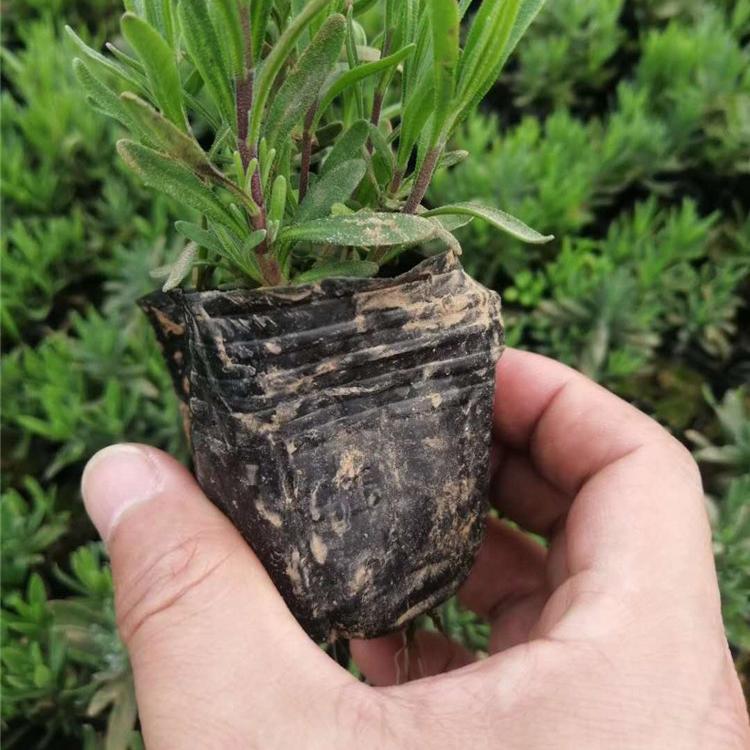 薰衣草   薰衣草小苗