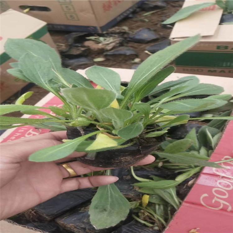 黑心菊小苗     黑心菊供应