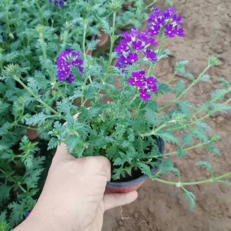 美女樱小苗     美女樱种植基地