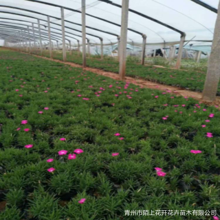 青州欧石竹价格   欧石竹小苗  欧石竹批发