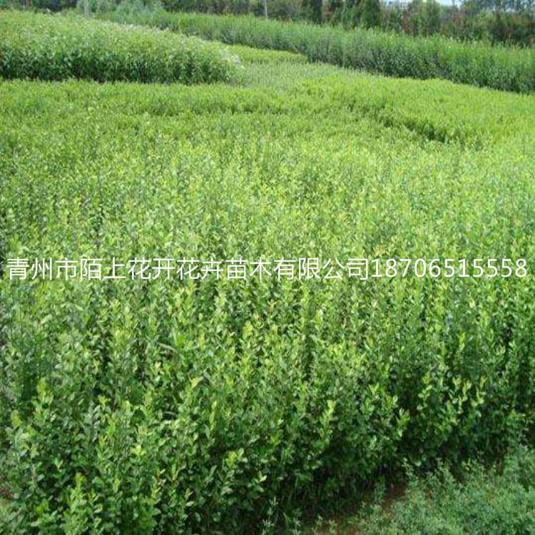 青州上盆卫矛地栽卫矛  卫矛价格   卫矛批发
