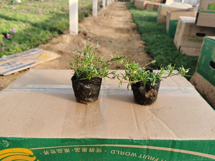 芝樱花卉基地 芝樱价格 芝樱供应商