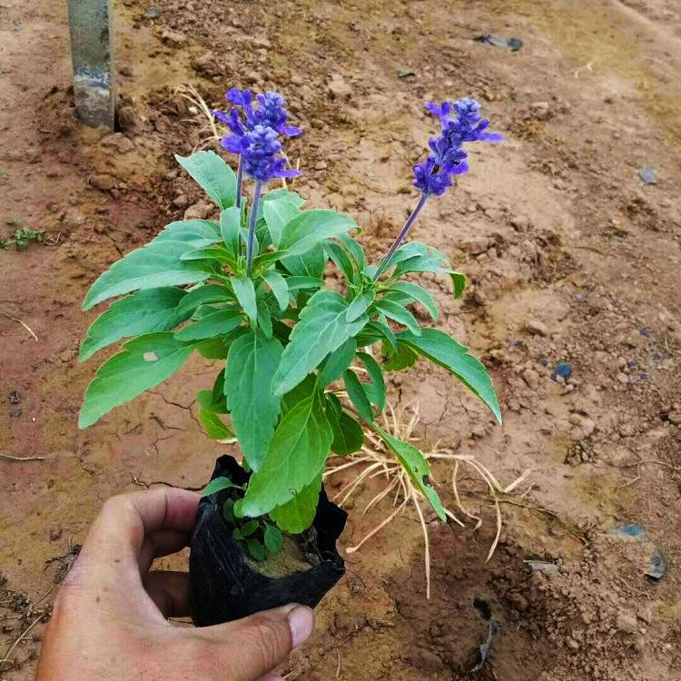 鼠尾草 现货批发花苗 鼠尾草宿根地被草花 -承玉花卉