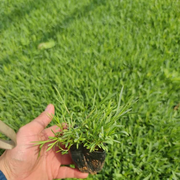 石竹基地批发 花碟锦簇园林直销  石竹价格园林绿化用苗 石竹