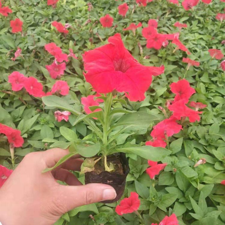 山东矮牵牛价格 万诺园林供应多色矮牵牛 大量现货