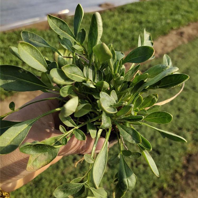 苗圃现货金鸡菊小苗      金鸡菊批发