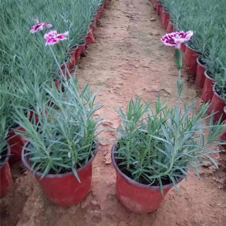 彩虹石竹基地 山东彩虹石竹小苗批发