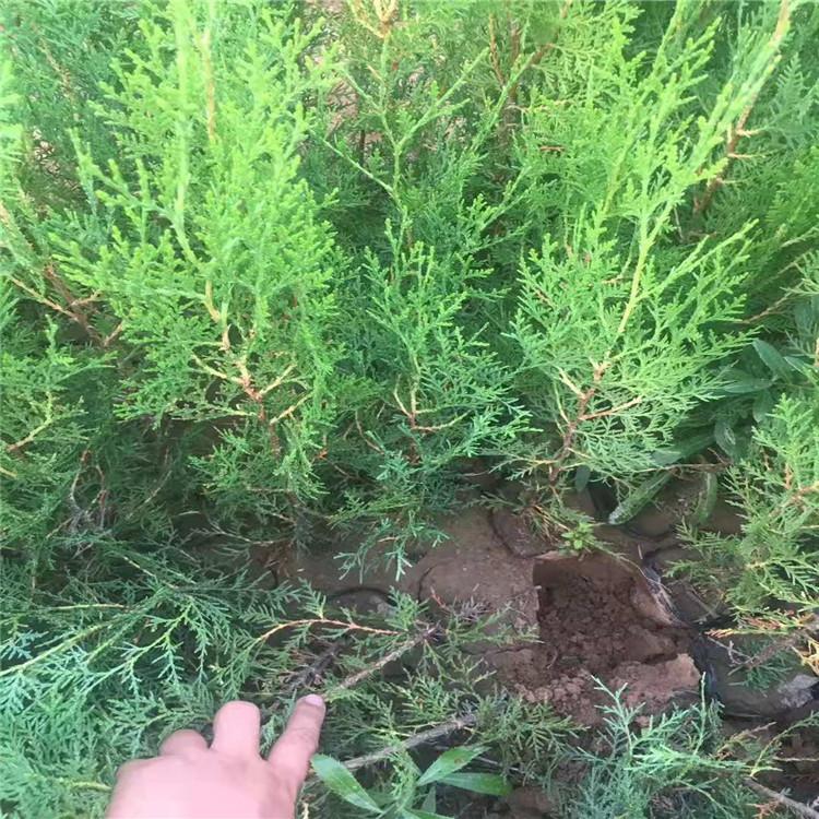 绿化苗木 装车发货 侧柏价格 侧柏苗基地直销
