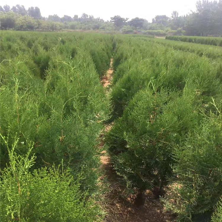 万诺侧柏苗 侧柏批发价实惠 青州侧柏培育基地