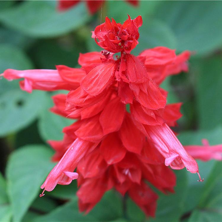 青州一串红   一串红批发  观赏花卉  花坛用
