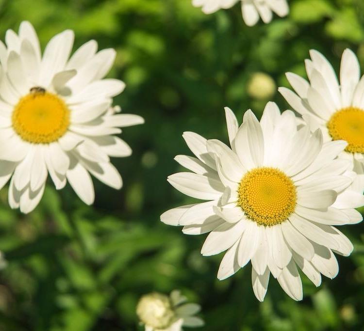 一心一意：雏菊—春菊—雏菊批发