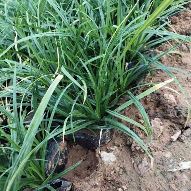 崂峪苔草培育基地  崂峪苔草直销  临朐崂峪苔草