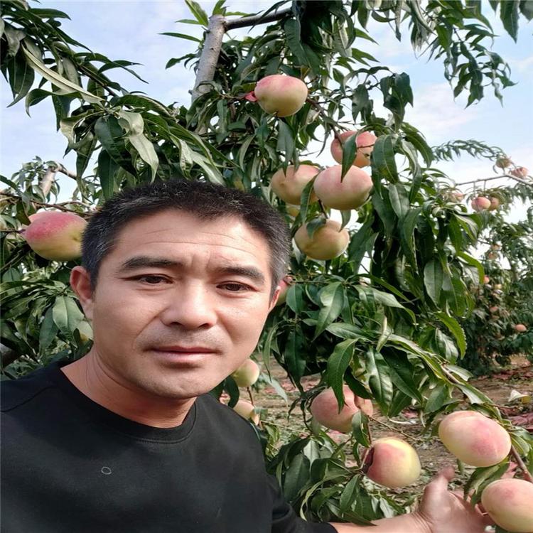中油16号桃树苗 中蟠13桃树苗 普润苗木  苗木培育供应  蟠桃树苗  现货充足基地