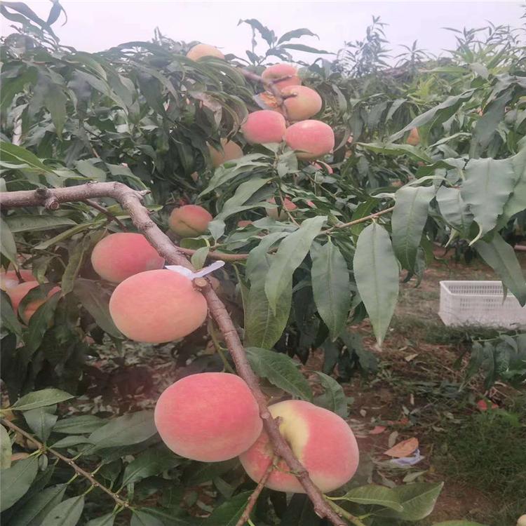 中油4号桃树苗 油蟠5桃树苗 普润苗木  厂家报价  蟠桃树苗  批发零售