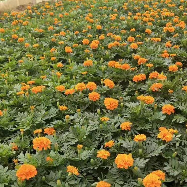 锦上添花：孔雀草  孔雀草苗木 潍坊孔雀草