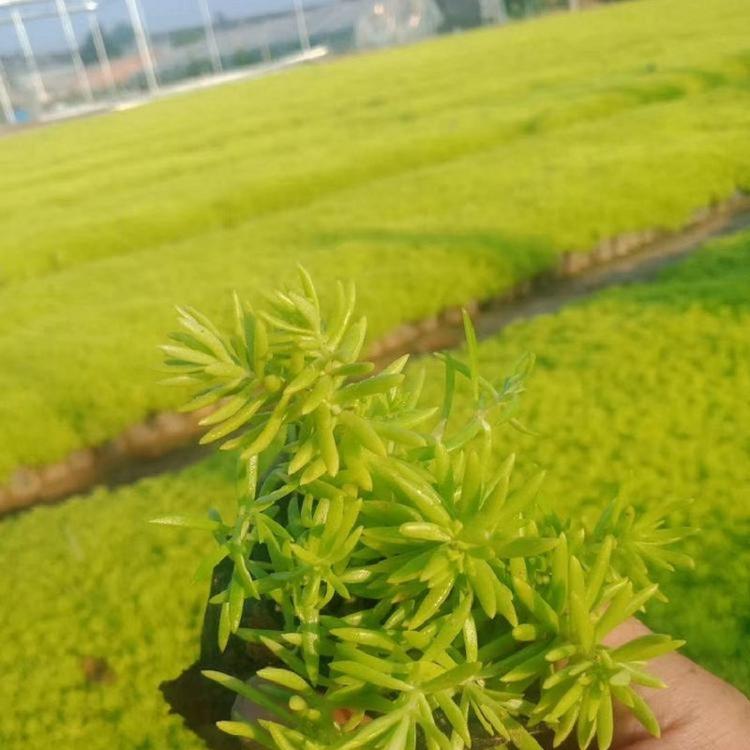 花卉基地--金叶佛甲草--金叶佛甲草直销  欢迎咨询
