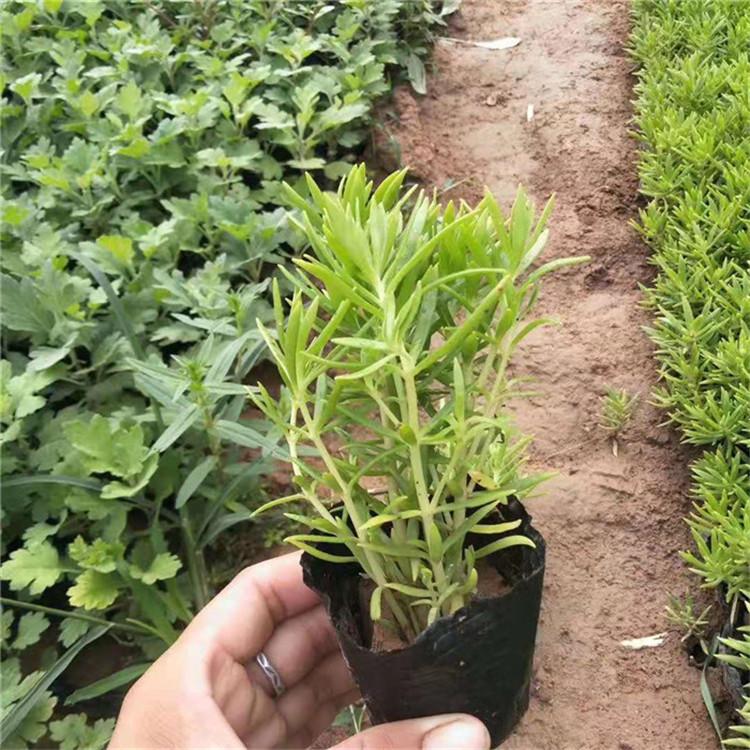 屋顶绿化金叶佛甲草   临朐金叶佛甲草苗子  优惠多