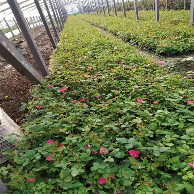 四季玫瑰价格 四季玫瑰花苗批发 青州四季玫瑰杯苗销售